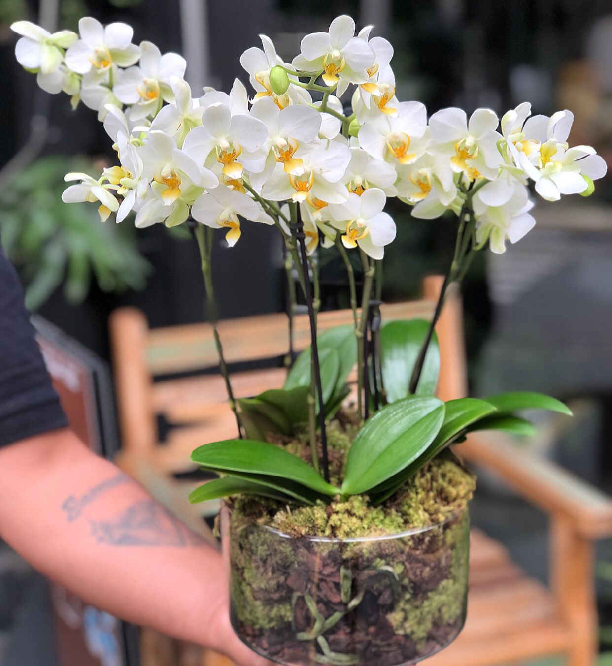 Arranjo de Mini Orquidea M – Real Flores
