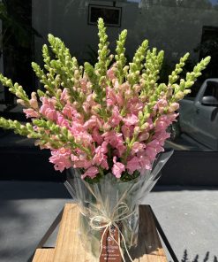 Arranjo de boca de leao rosa M