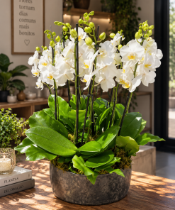 Arranjo de orquídeas G