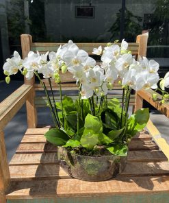 Arranjo de orquídeas G