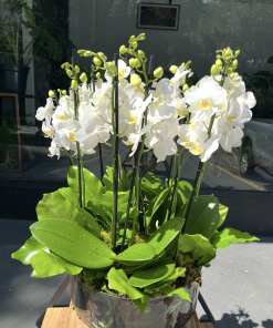Arranjo de orquídeas G